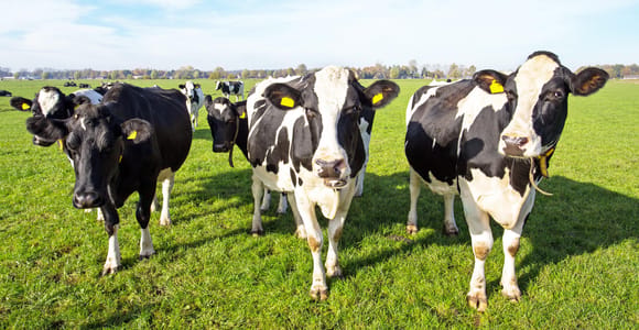 Zocca: Dairy Factory Tour, Cows, Parmigiano Reggiano and Light Lunch