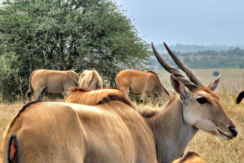 Nairobi National Park Evening and Sundowner Game Drive