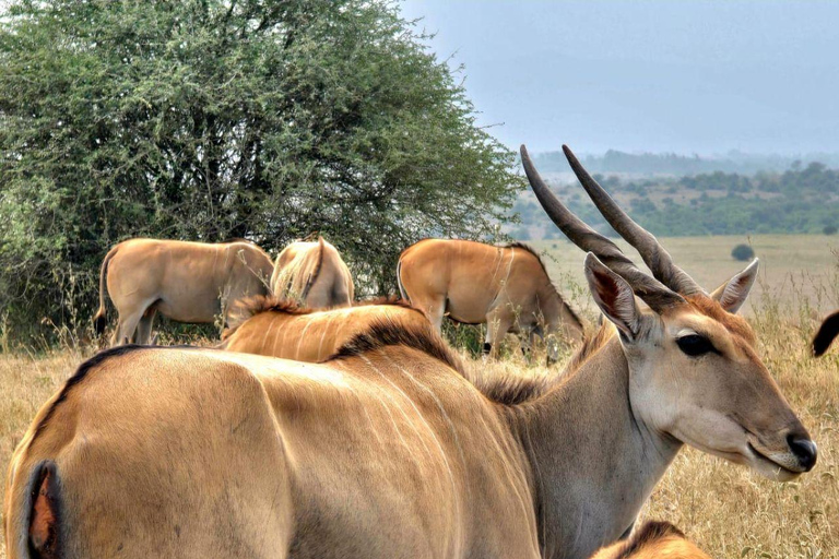 Nairobi National Park Evening and Sundowner Game Drive