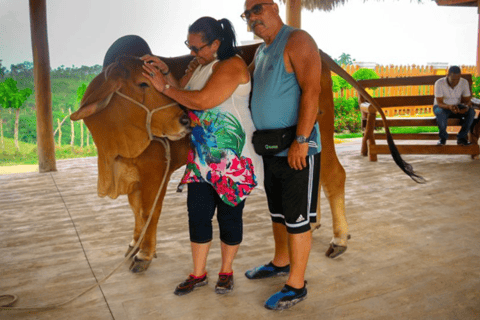 Punta Cana: Zipline, Buggy and Horseback Rides