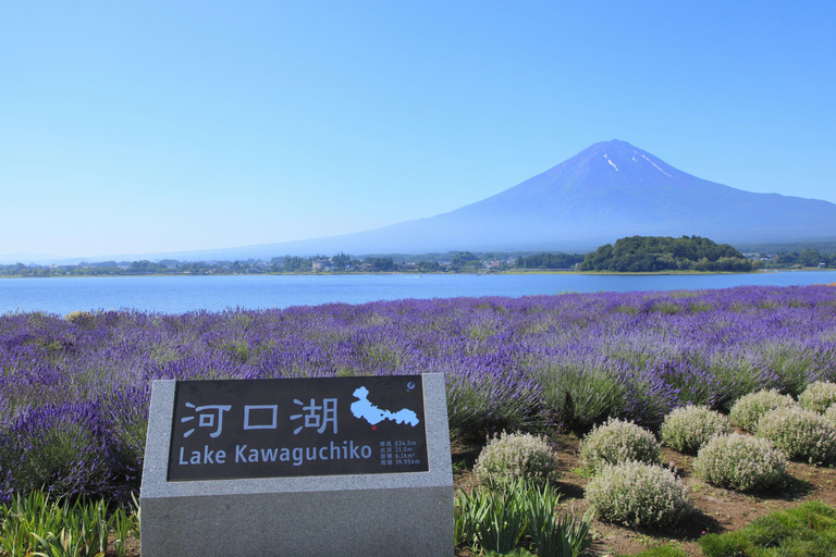 Tokyo: Mount Fuji Day Tour, Oshino Hakkai, Lake Kawaguchi Lunch Excluded | 8:30 AM from Shinjuku Station
