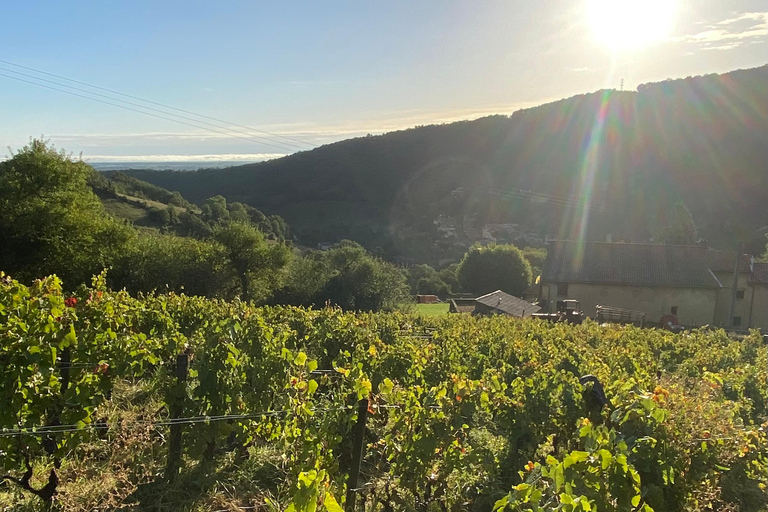 Lyon: Vineyard tour, wine tasting and bistronomic restaurantPrivate tour in French