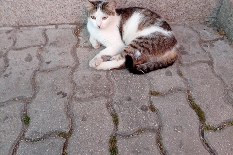 Sarajevo Street Cats Tour