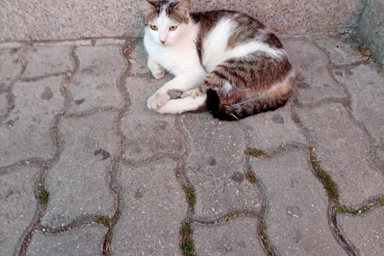 Sarajevo Street Cats Tour