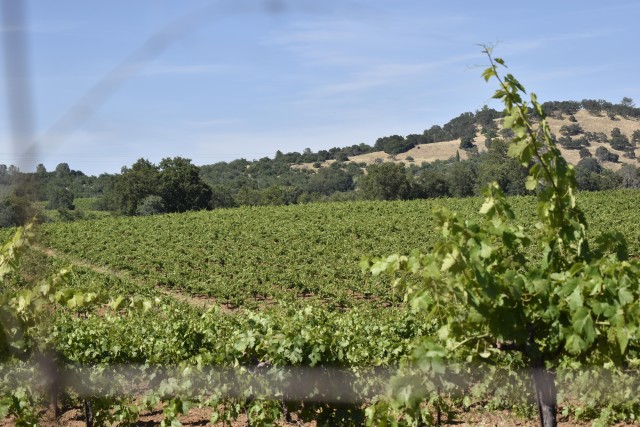 Visit Amador County Wine Tasting Tour Private Tour 1 To 14 Group in Amador City