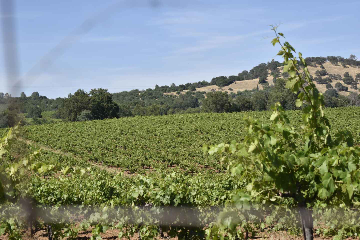 Amador County Wine Tasting Tour Private Tour - 4 Hour Tours