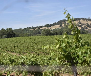 Amador County Wine Tasting Tour Private Tour 1 To 14 Group
