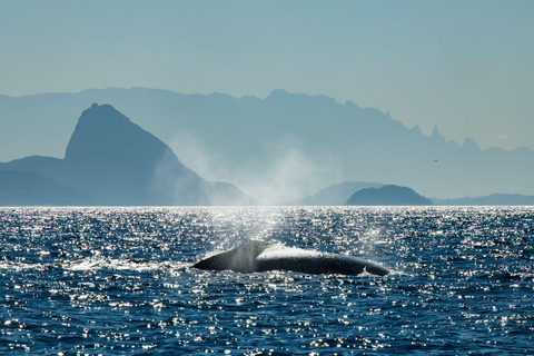 The Rio´s Ultimate Whale Whatching Experience THE RIO´S ULTIMATE WHALE WHATCHING