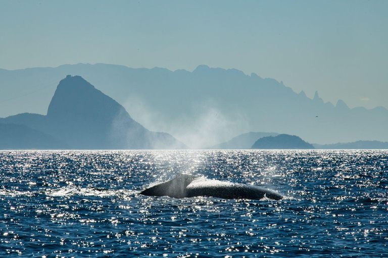 The Rio´s Ultimate Whale Whatching Experience THE RIO´S ULTIMATE WHALE WHATCHING