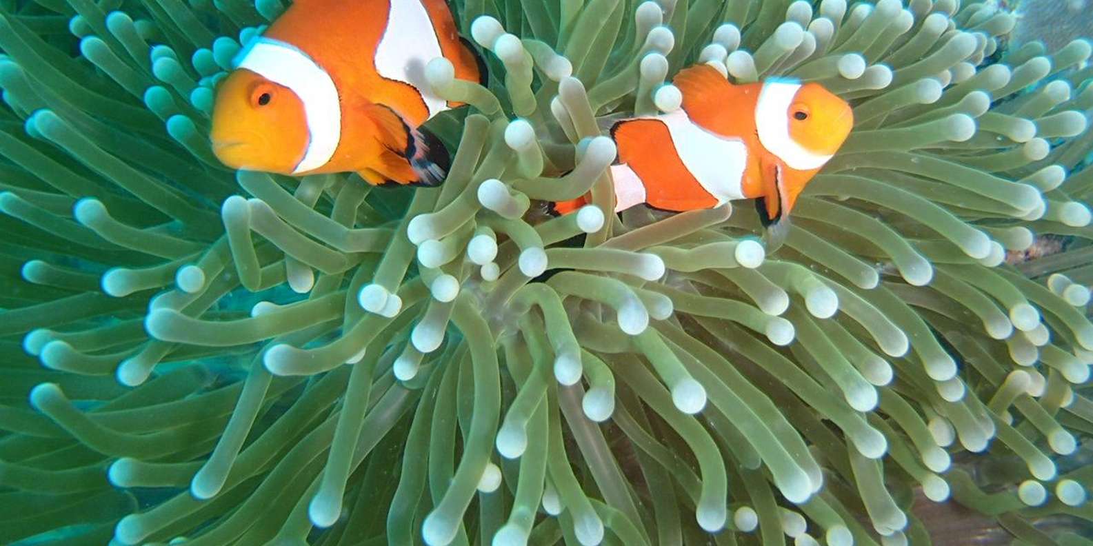 Bali, Amed Snorkeling, Kayak, and Paddle Board Tour