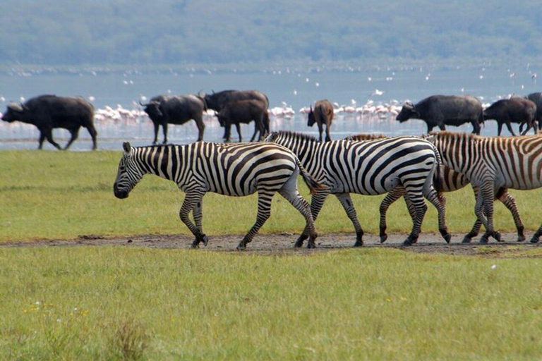 From Nairobi: Lake Nakuru National Park Safari with Lunch