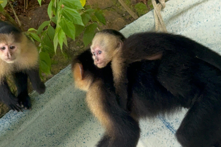 Panama City: Monkey Island & Gatun Lake Tour