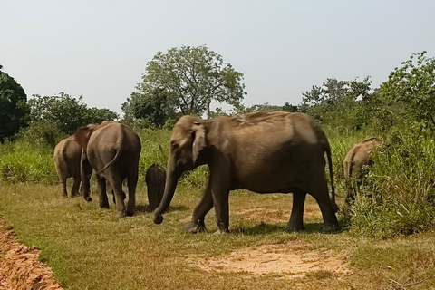 Hurulu Eco Park Safari with Authentic Village Experience Hurulu Park Private Safari (Only) - No Entry Fees Included