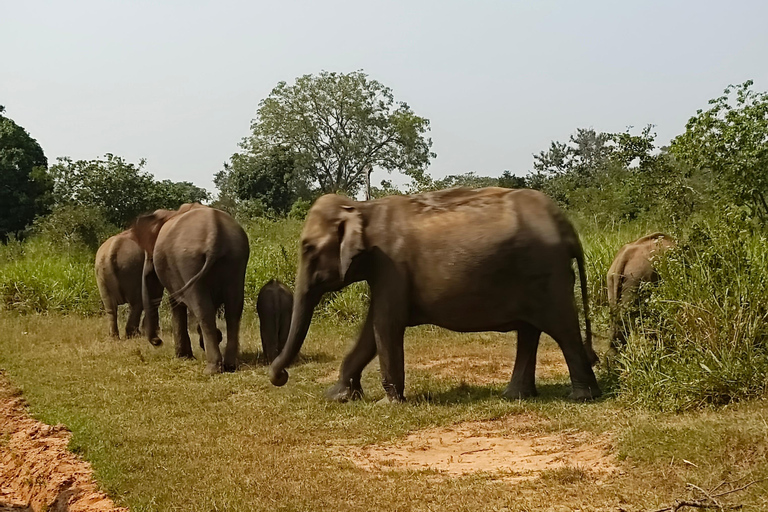 Hurulu Eco Park Safari with Authentic Village Experience Hurulu Park Private Safari (Only) - No Entry Fees Included