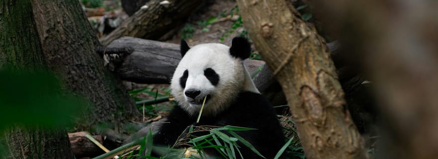 Chengdu : visite d'une demi-journée de la base des pandas avec option guide