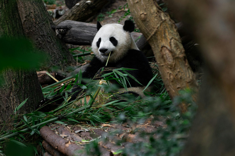 Chengdu: Half-Day Panda Base Tour with Guide Option Panda Base Tickets with Transfer and Tour Guide - Afternoon