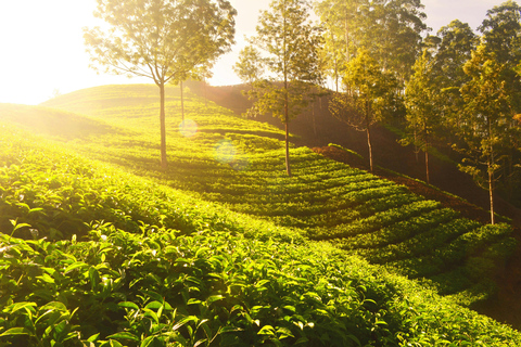 6 jours au Kerala avec Munnar, Thekkady et Alleppey : Au départ de Cochin