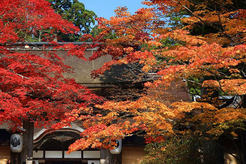 Tour privato personalizzato e autoguidato di un giorno a Wakayama