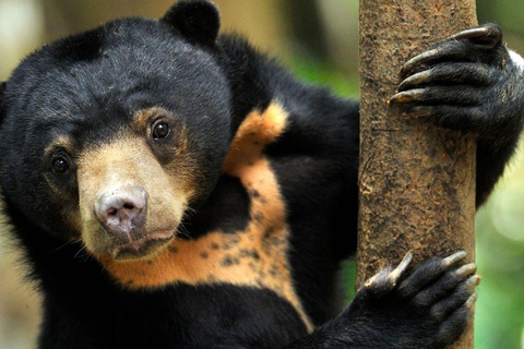 Full Day At Sepilok Orangutan, Sun Bear & Sandakan City Tour (Private Tour) Sepilok Orangutan, Sun Bear & City Tour