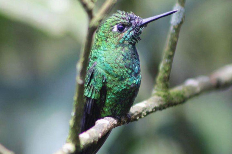 From San José: Poás Volcano,Local Coffee Farm & Birdwatching Poas volcano active crater, la Paz Waterfall & birdwatching