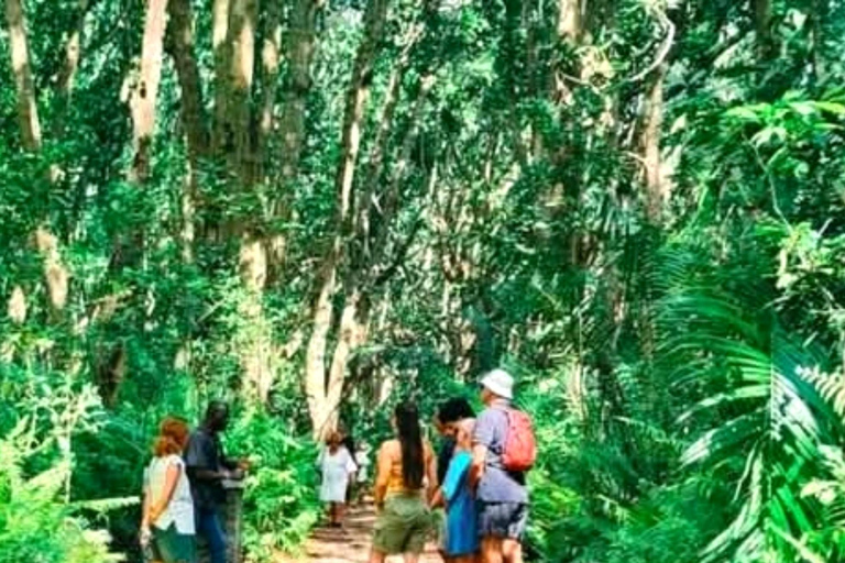 Zanzibar: Jozani Forest & Salaam Cave Sea Turtles Tour Private Self Transfer Experience