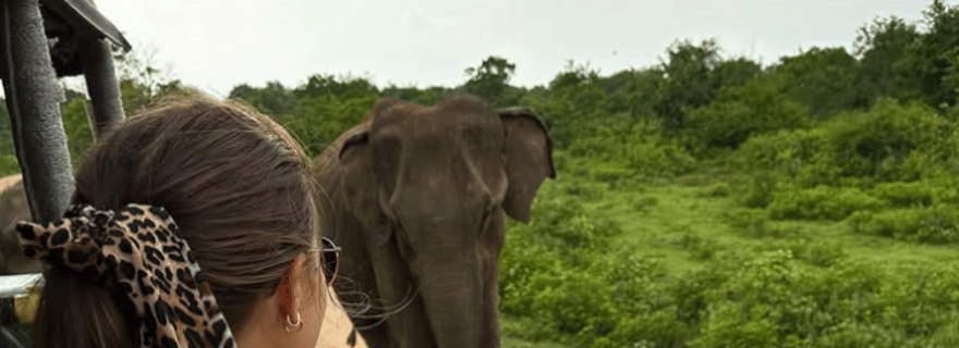 Depuis Ella : safari à Udawalawa et transfert à Tangalle/Mirissa/Galle