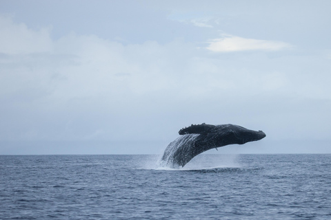وايكيكي: جولة لمشاهدة الحيتان