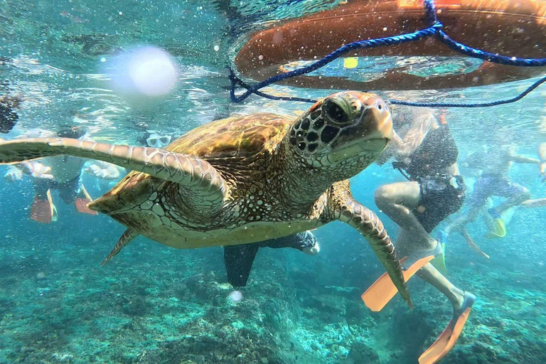 Lembongan: Manta Bay, Turtle Bay, & Gamat Bay Snorkeling