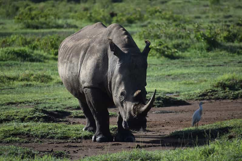 Lake Nakuru National Park Tagesausflug GetYourGuide