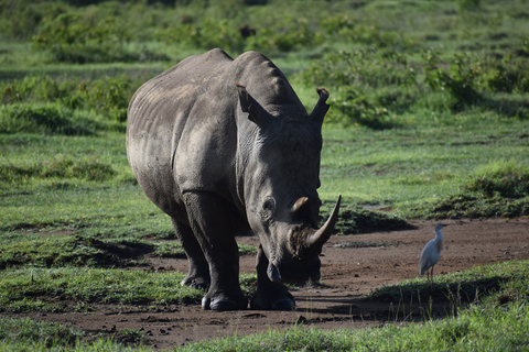 Jednodniowa wycieczka do Parku Narodowego Jeziora NakuruPark Narodowy Jeziora Nakuru