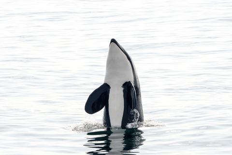 From Tromso: Whale Watching in Magic Skjervoy