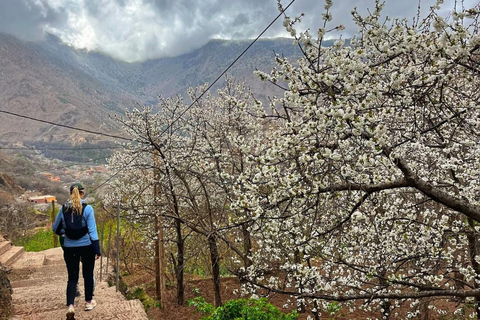 Frome Marrakech: Excursión de un día a la cumbre del Tedli en el Atlas