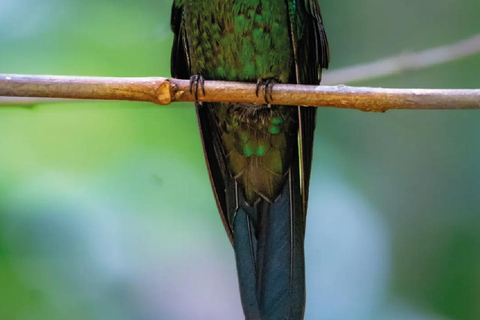 Boquete: Birdwatching in the wild, Chiriquí Boquete, Chiriquí: The charm of birds