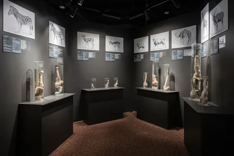 Reykjavik: toegangsbewijs IJslands fallologisch museum