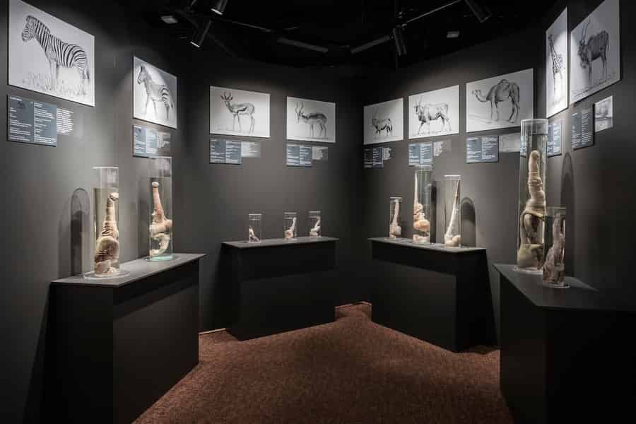Reykjavik: Ticket für das Isländische Phallologische Museum. Foto: GetYourGuide