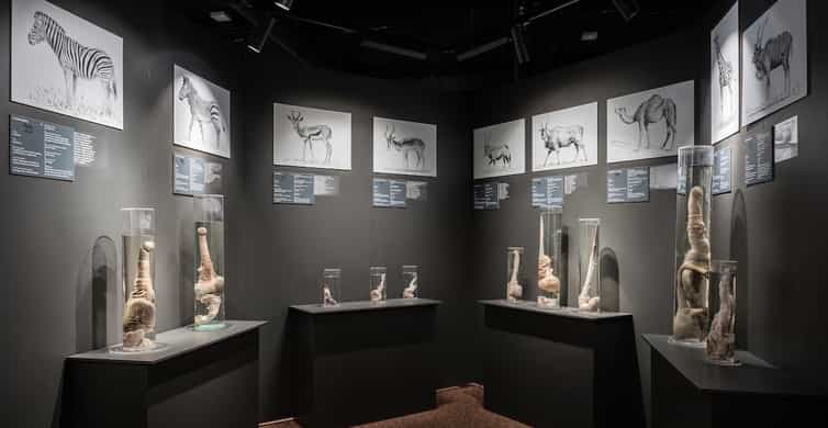 Phallologisches Museum