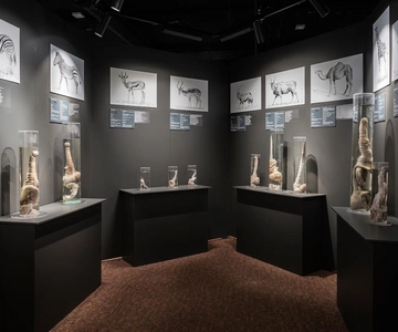 Reykjavik: Inträdesbiljett till det isländska fallologiska museet