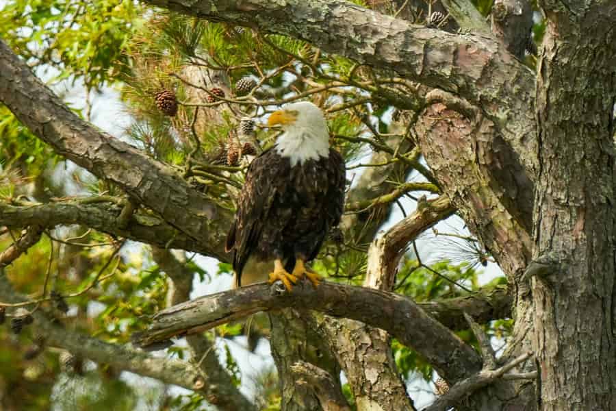 Chincoteague: Wilde Ponys & Tierwelt von Assateague – Bootstour. Foto: GetYourGuide