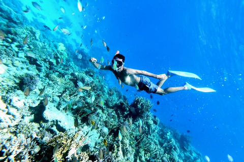 Ras Mohammed Yolanda, Sharks Observatory- Red Sea Treasures