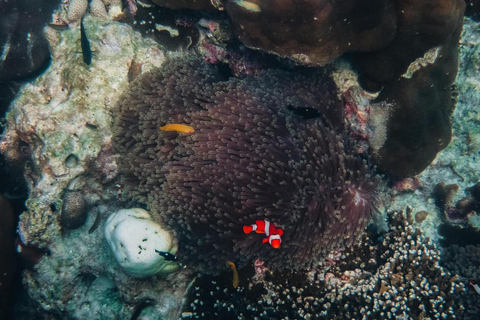 Vanuit Khao Lak: Surin-eilanden snorkeltour per speedboot