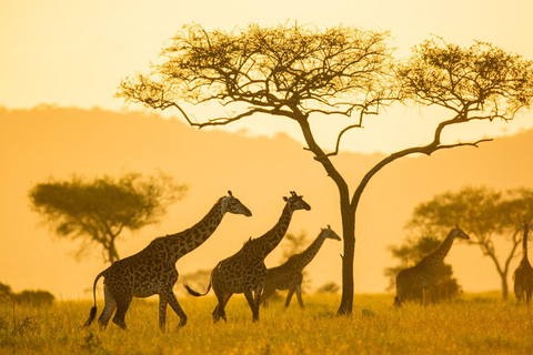 A walking daytrip to Arusha National Park