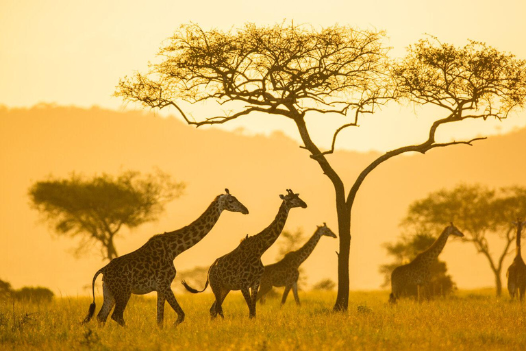 A walking daytrip to Arusha National Park