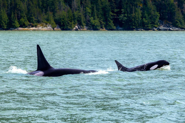 Vancouver: Howe Sound Wildlife and Scenery Boat Tour