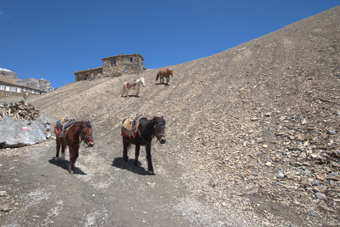 Catmandu: Caminhada de 8 dias no vale de Langtang com o miradouro de Kyanjin Ri