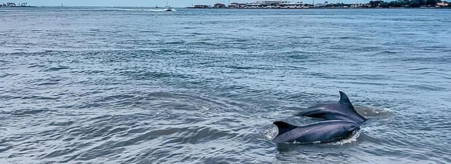 Galveston : Croisière d'observation des dauphins