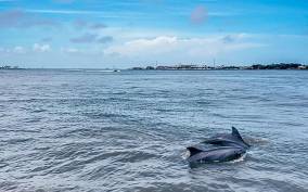 Galveston: Dolphin-Watching Cruise with Guaranteed Sightings
