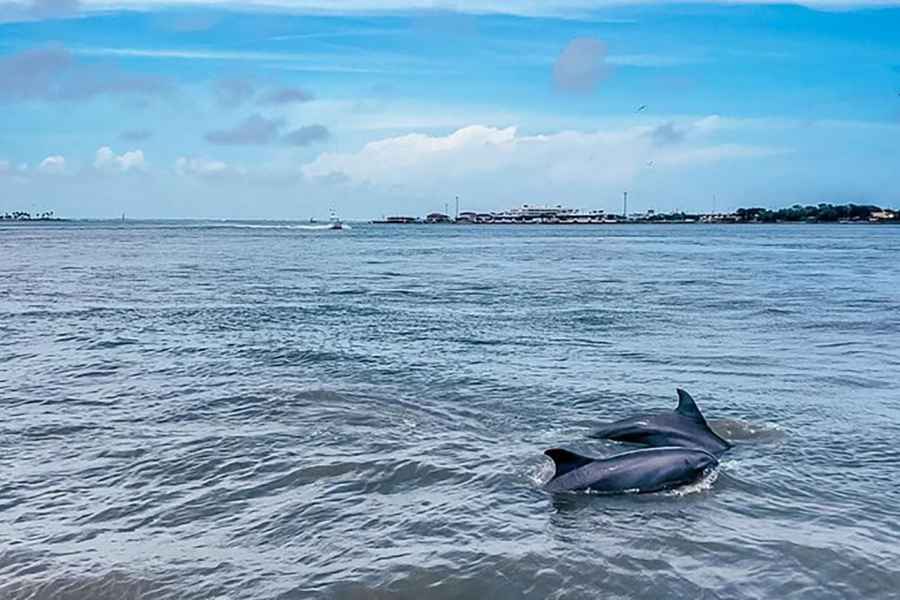 Galveston: Delfinbeobachtungstour mit Sichtungsgarantie. Foto: GetYourGuide