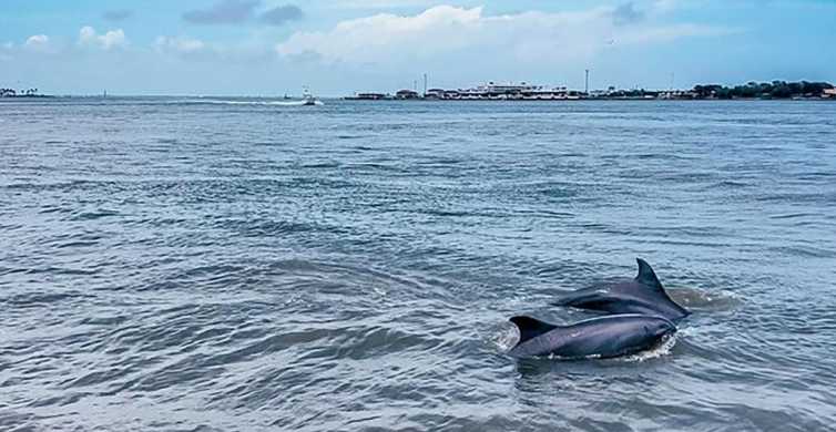 Galveston: Crociera per l'osservazione dei delfini con avvistamenti garantiti