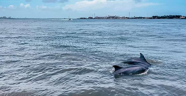 Galveston: Crociera per l'osservazione dei delfini con avvistamenti garantiti