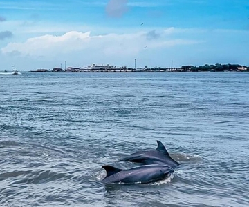 Galveston: Dolphin-Watching Cruise with Guaranteed Sightings
